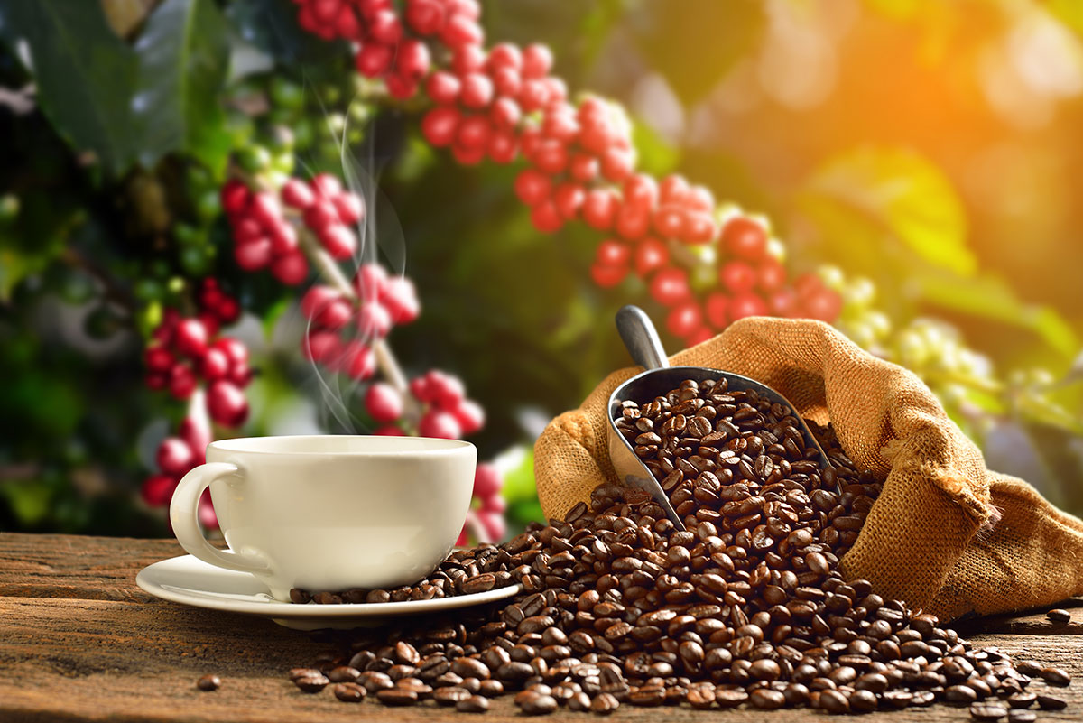 Coffee Bean Arabica And Robusta Wholesale From Indonesia